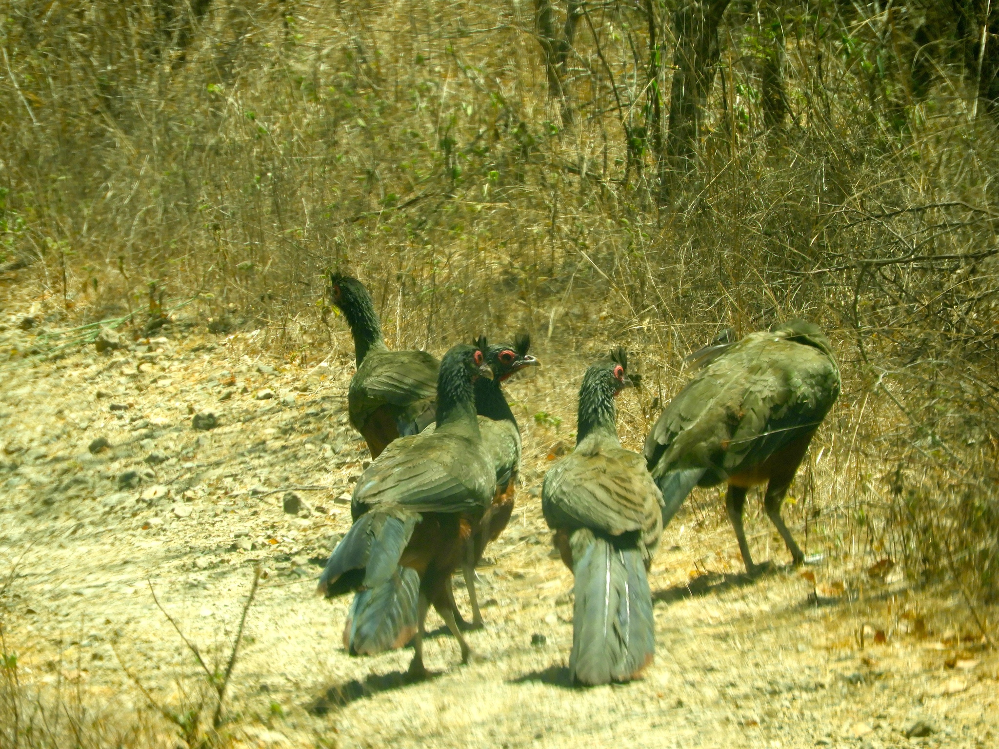 Rufous-bellied Chachalaca illustration