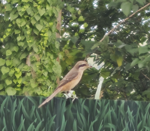 Brown Shrike
