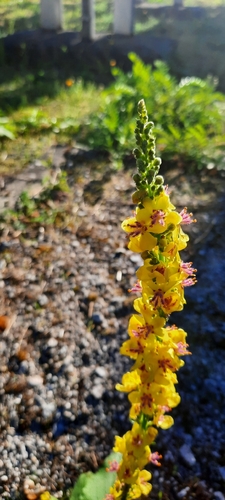 Dark Mullein