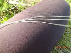 Stipa lessingiana