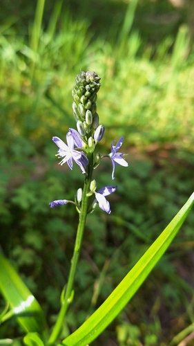 Caesia calliantha, photograph 6