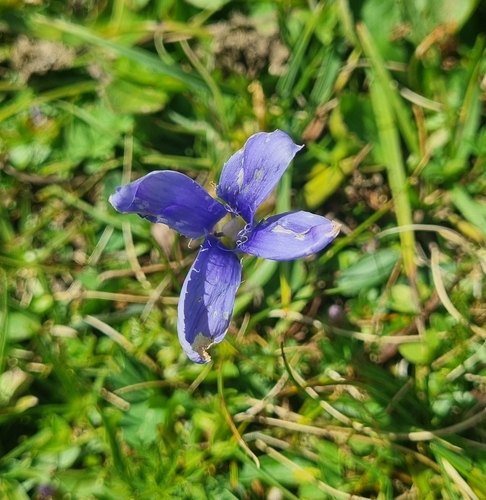 Fringe-flowered Gentian