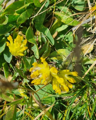 Common Kidney-Vetch
