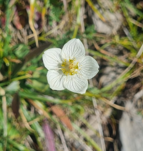 marsh grass-of-Parnassus