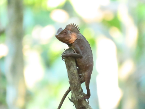 Gonocephalus chamaeleontinus observed 2026-09-13