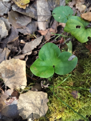 Liverleaf