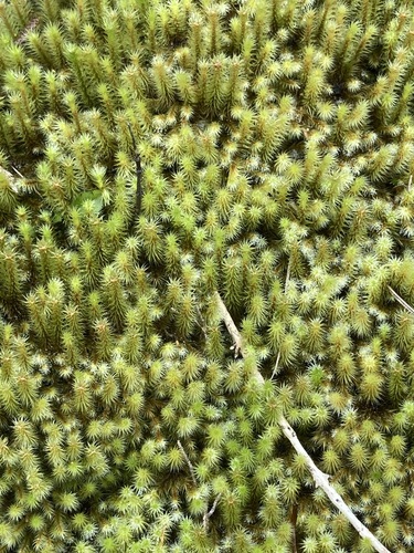 Breutelia pendula observed 2026-09-15