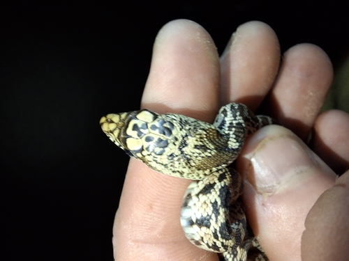 Bullsnake