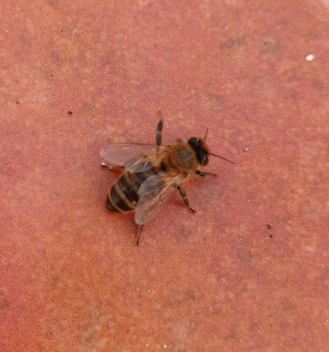 Western Honey Bee