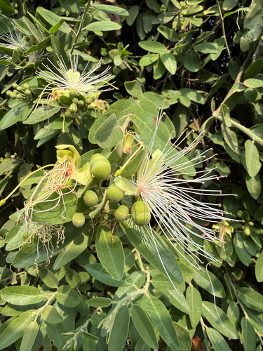 Woolly Caperbush