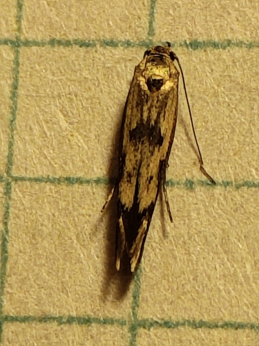 Chenopodium Scythris Moth