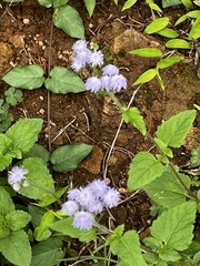 熊耳草