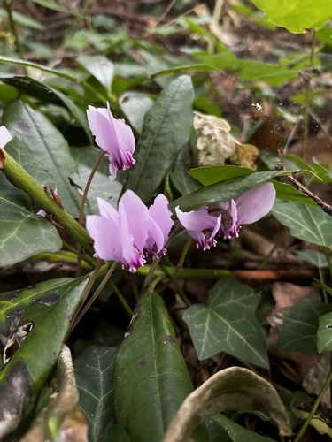 Ivy-leaved cyclamen