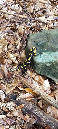 Fire Salamander