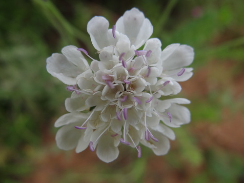 Small Scabious