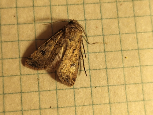 Turnip Moth