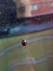 Chrysolina petitpierrei