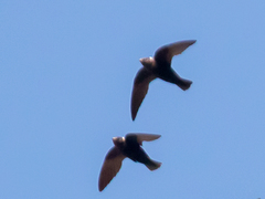 Streptoprocne semicollaris