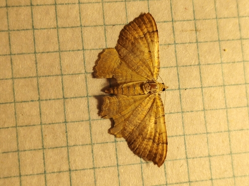 Yellow Shell Moth