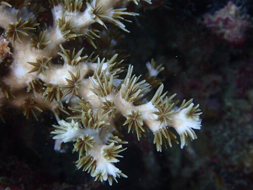 Galaxea horrescens observed 2026-08-12