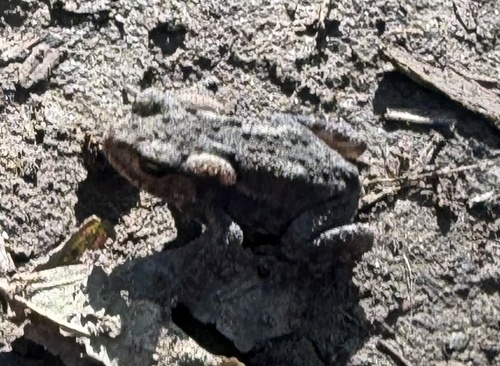 European Toad