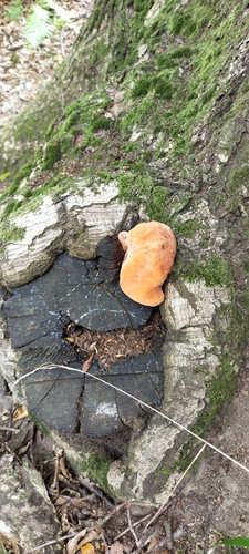 Beefsteak Polypore