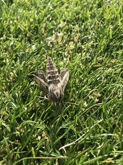 Hyles lineata