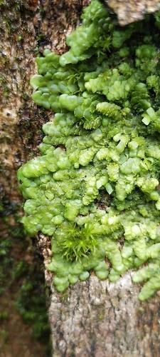 Flat-leaved Scalewort