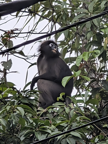 Dusky Leaf Monkey