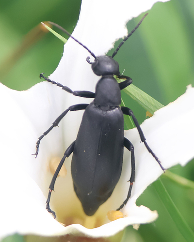 Epicauta corvina