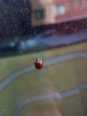 Chrysolina petitpierrei