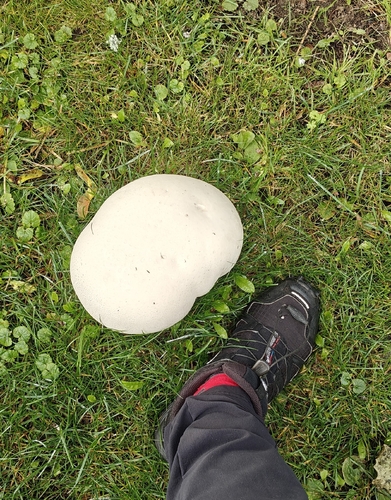 giant puffball