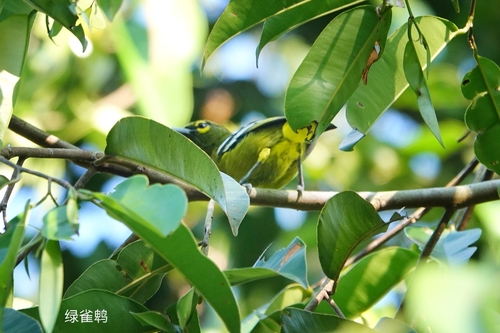Green Iora