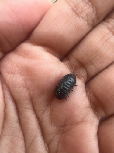 Common Pill Woodlouse