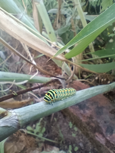 Old World Swallowtail