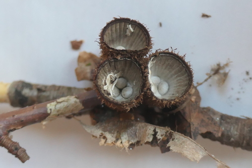 fluted bird's nest fungus