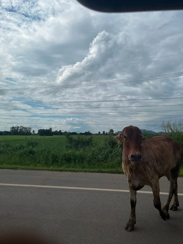 Domestic Cattle