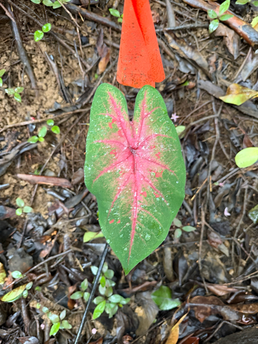 Caladium bicolor observed 2026-09-14