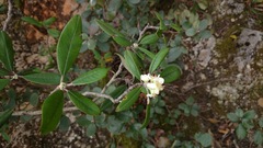 Malacomeles paniculata
