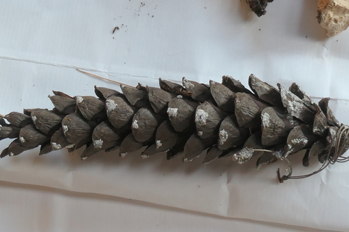 eastern white pine