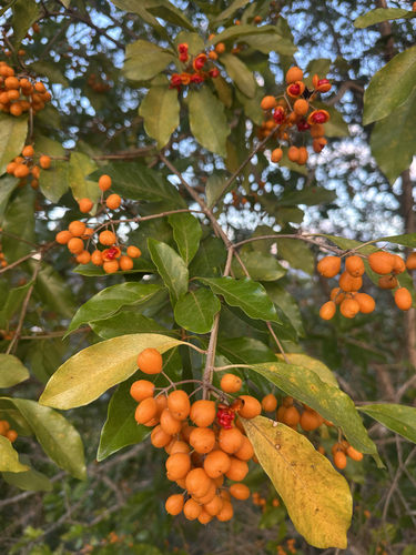Pittosporum ferrugineum observed 2026-09-15