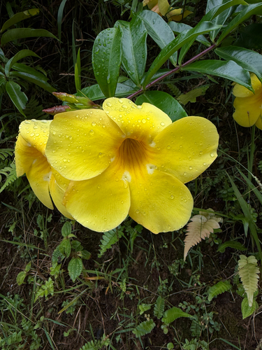 Allamanda cathartica observed 2026-09-14