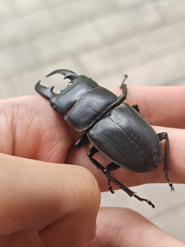 Titan Stag Beetle