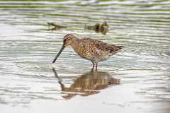 Limnodromus griseus griseus