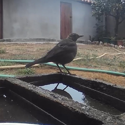 Eurasian Blackbird