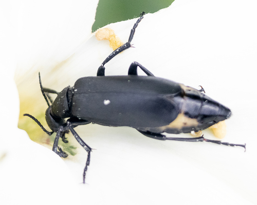Epicauta corvina