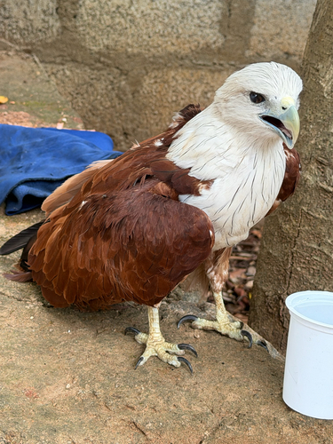 Brahminy Kite (Indian)
