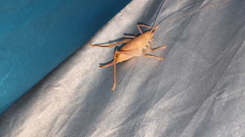 Shielded Oak Bush-cricket