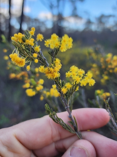 Acacia lineata, 2026-09-15