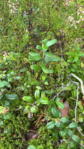 Lingonberry